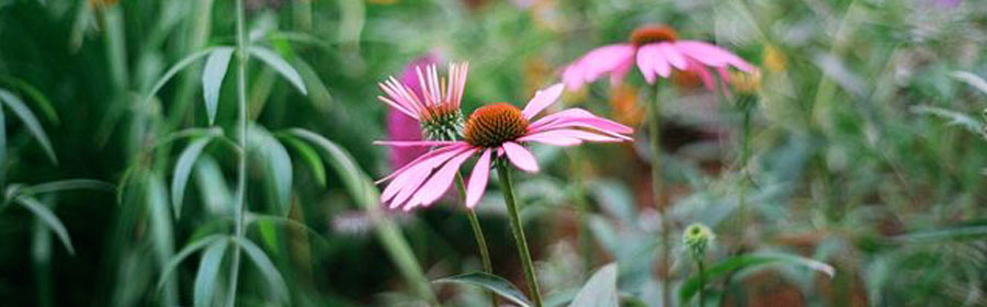Echinacea, a native wildflower