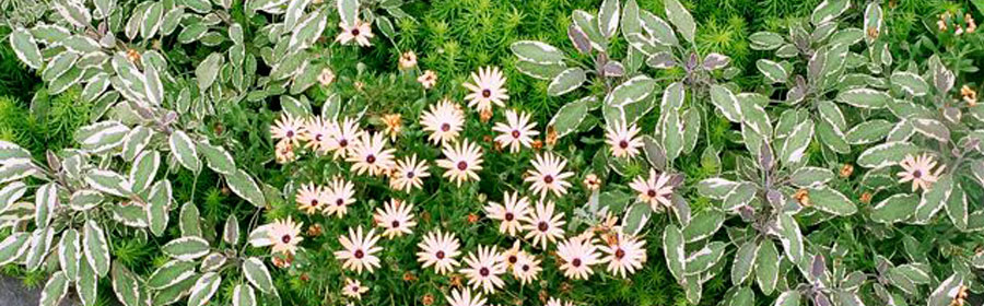 Herbs mixed with summer blooms