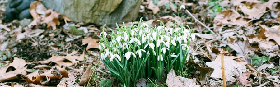 Snowdrops