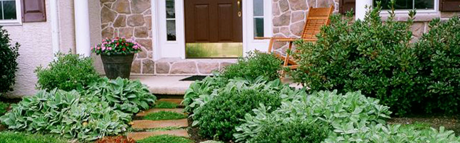 Herbs along walk and in between stepping stones