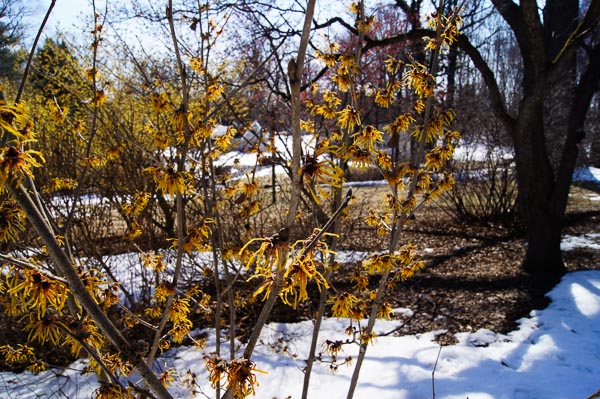 Yellow flowers showing in early spring and snow on the ground